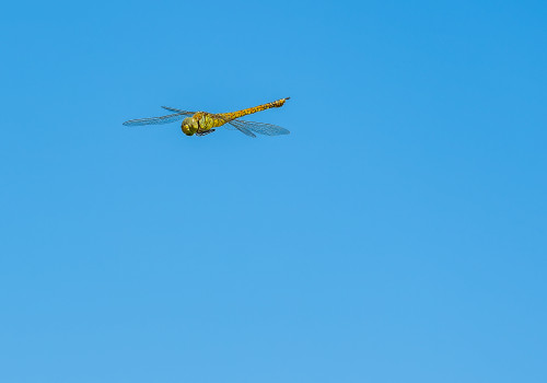 aeshna affinis   aeschne affine femelle