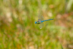 aeshna affinis aeschne affine male aeshna affinis aeschne affine male