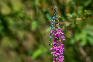 aeshna affinis aeschne affine male aeshna affinis aeschne affine male
