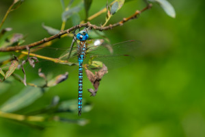 aeshna affinis aeschne affine male aeshna affinis aeschne affine male