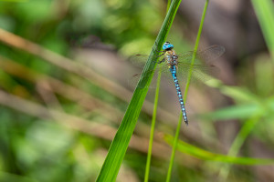 aeshna affinis aeschne affine male aeshna affinis aeschne affine male