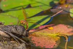 aeshna grandis grande aeschne aeshna grandis grande aeschne