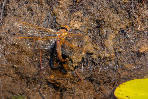 aeshna grandis grande aeschne aeshna grandis grande aeschne