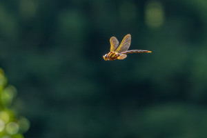 aeshna grandis grande aeschne male aeshna grandis grande aeschne male