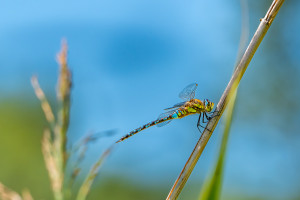 aeshna mixta aeschne mixte male aeshna mixta aeschne mixte male
