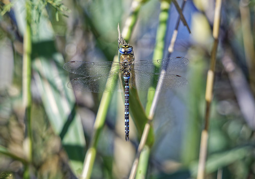 aeshna mixta   aeschne mixte male 20 dxo