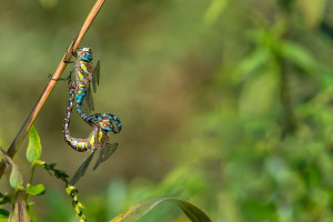 aeshna mixta l aeschne mixte couple aeshna mixta l aeschne mixte couple