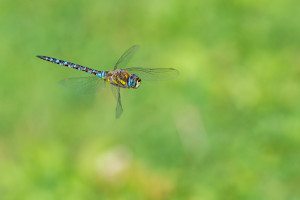 aeshna mixta l aeschne mixte male aeshna mixta l aeschne mixte male