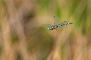 aeshna mixta l aeschne mixte male aeshna mixta l aeschne mixte male