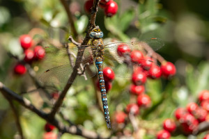 aeshna mixta l aeschne mixte male aeshna mixta l aeschne mixte male
