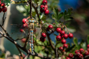 aeshna mixta l aeschne mixte male aeshna mixta l aeschne mixte male