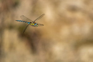 aeshna mixta l aeschne mixte male aeshna mixta l aeschne mixte male