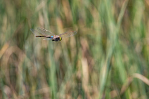 anax ephippiger anax porte selle anax ephippiger anax porte selle