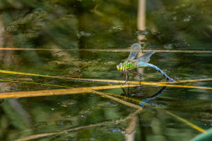 anax imperator anax empereur femelle anax imperator anax empereur femelle