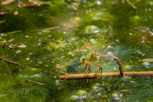 anax imperator anax empereur femelle anax imperator anax empereur femelle