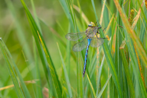 anax imperator anax empereur male 10 anax imperator anax empereur male 10
