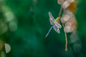 anax imperator anax empereur male anax imperator anax empereur male