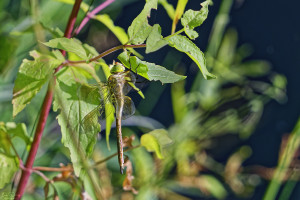 anax parthenope anax napolitain femelle 16 dxo anax parthenope anax napolitain femelle 16 dxo