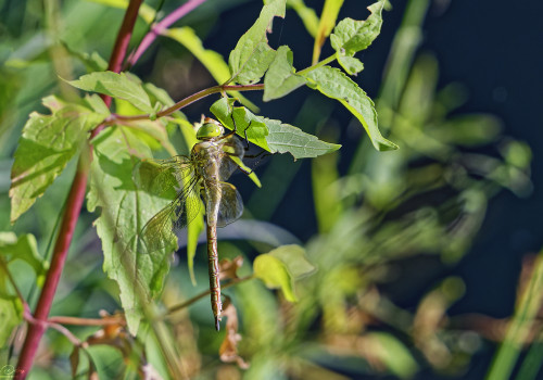 anax parthenope anax napolitain femelle 16 dxo anax parthenope anax napolitain femelle 16 dxo