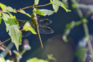 anax parthenope anax napolitain femelle 17 dxo anax parthenope anax napolitain femelle 17 dxo