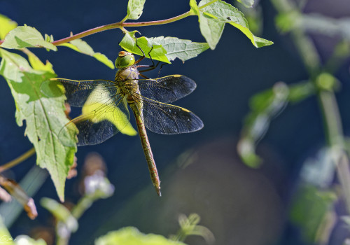 anax parthenope anax napolitain femelle 17 dxo anax parthenope anax napolitain femelle 17 dxo