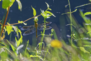 anax parthenope anax napolitain femelle 20 dxo anax parthenope anax napolitain femelle 20 dxo
