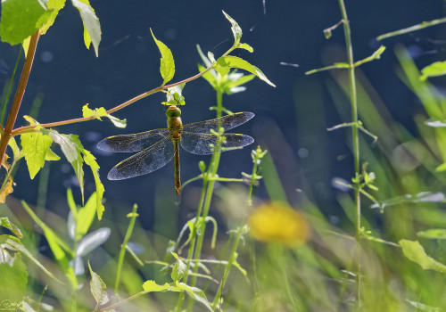 anax parthenope anax napolitain femelle 20 dxo anax parthenope anax napolitain femelle 20 dxo