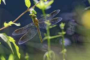 anax parthenope anax napolitain femelle 21 dxo anax parthenope anax napolitain femelle 21 dxo