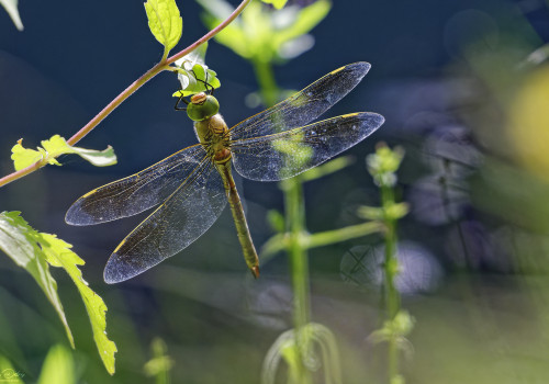 anax parthenope anax napolitain femelle 21 dxo anax parthenope anax napolitain femelle 21 dxo