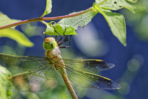 anax parthenope anax napolitain femelle 23 dxo anax parthenope anax napolitain femelle 23 dxo