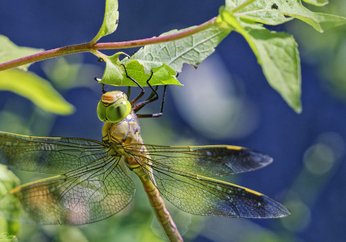 anax parthenope anax napolitain femelle 23 dxo anax parthenope anax napolitain femelle 23 dxo