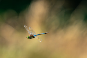 anax parthenope anax napolitain male anax parthenope anax napolitain male