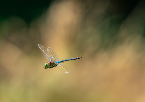 anax parthenope anax napolitain male anax parthenope anax napolitain male