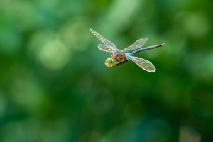 anax parthenope anax napolitain male anax parthenope anax napolitain male