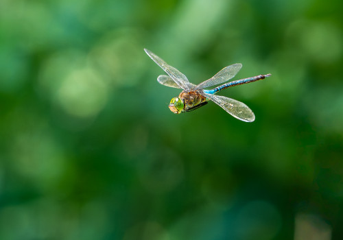 anax parthenope anax napolitain male anax parthenope anax napolitain male
