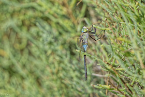 anax parthenope anax napolitain male 18 dxo anax parthenope anax napolitain male 18 dxo