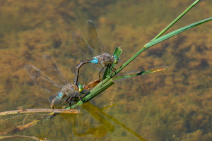 anax parthenope anax napolitain couple anax parthenope anax napolitain couple