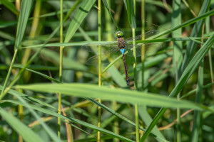 anax parthenope anax napolitain male anax parthenope anax napolitain male