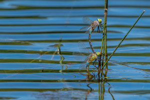 anax parthenope anax napolitain tandem anax parthenope anax napolitain tandem