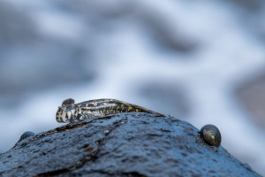 alticus anjouanae blennie cotiere d anjouan alticus anjouanae blennie cotiere d anjouan