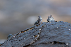 alticus anjouanae blennie cotiere d anjouan alticus anjouanae blennie cotiere d anjouan