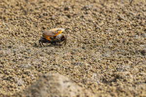 crabe violoniste crabe violoniste