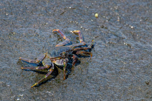 grapsus tenuicrustatus crabe fantome grapsus tenuicrustatus crabe fantome