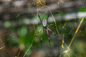 trichonephila inaurata nephile trichonephila inaurata nephile