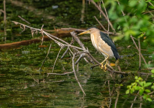 botaurus minutus   blongios nain male
