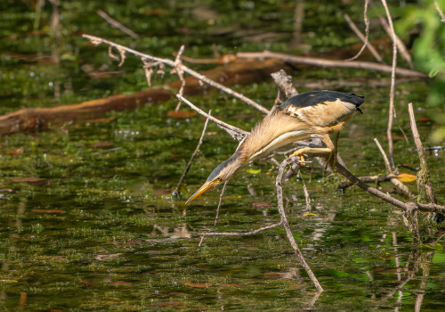 botaurus minutus   blongios nain male