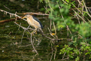 botaurus minutus blongios nain male botaurus minutus blongios nain male