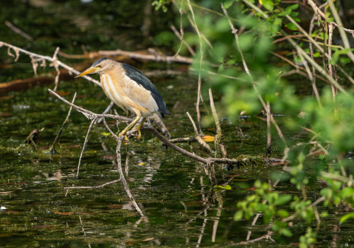botaurus minutus   blongios nain male