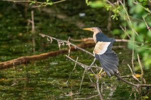 botaurus minutus blongios nain male botaurus minutus blongios nain male