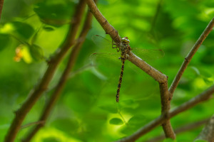 boyeria irene aeschne paisible femelle 10 boyeria irene aeschne paisible femelle 10